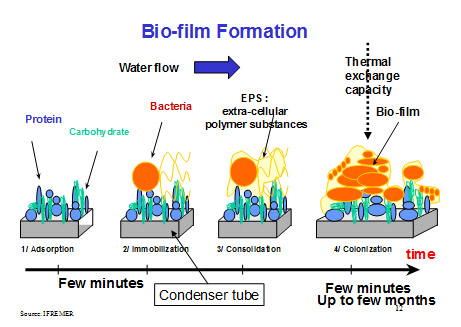 Bio-Film Formation